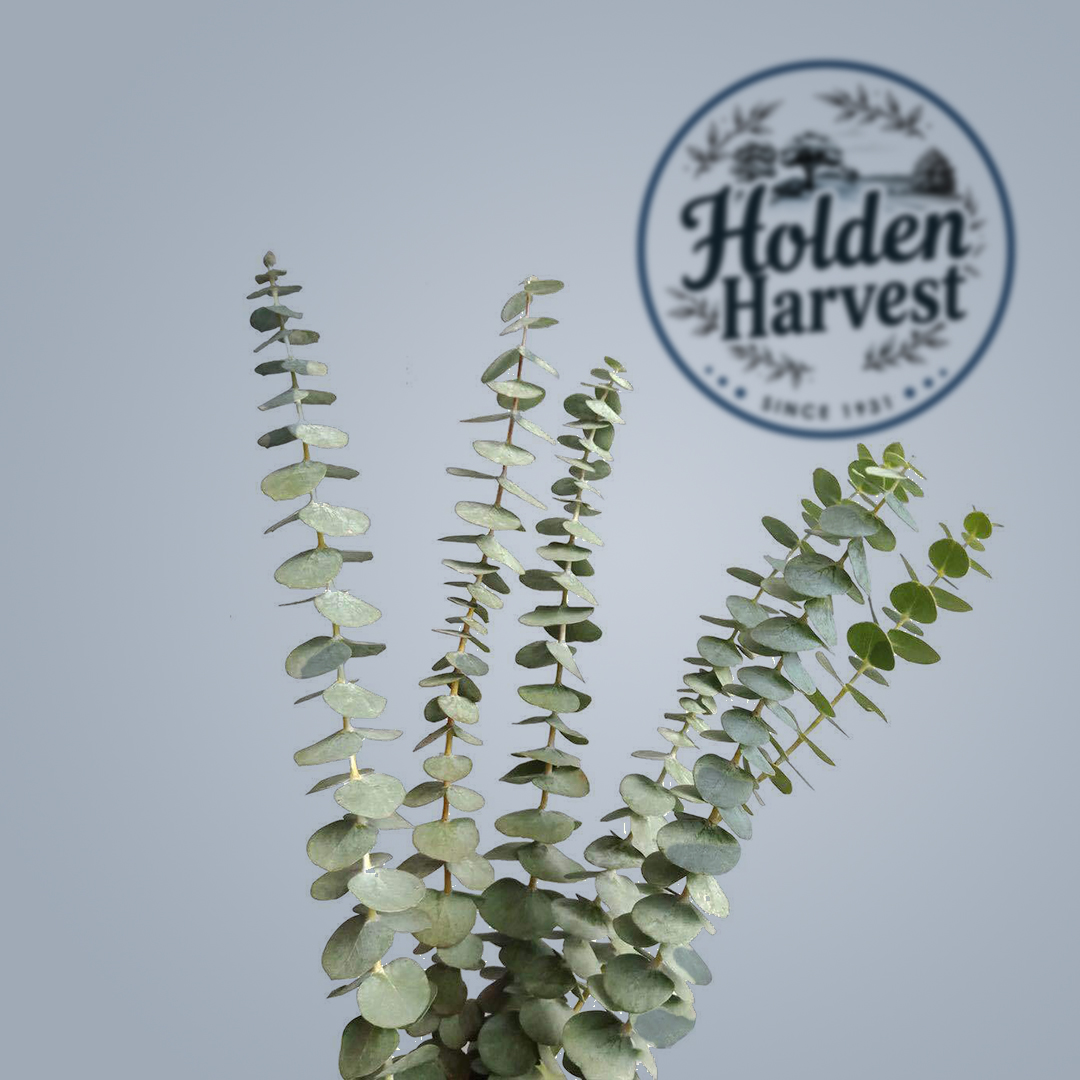 Eucalyptus leaves1